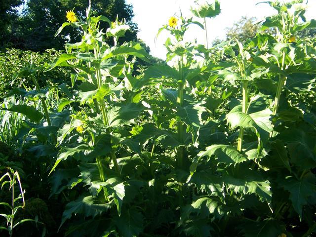 Tall Cup Plants with flowers