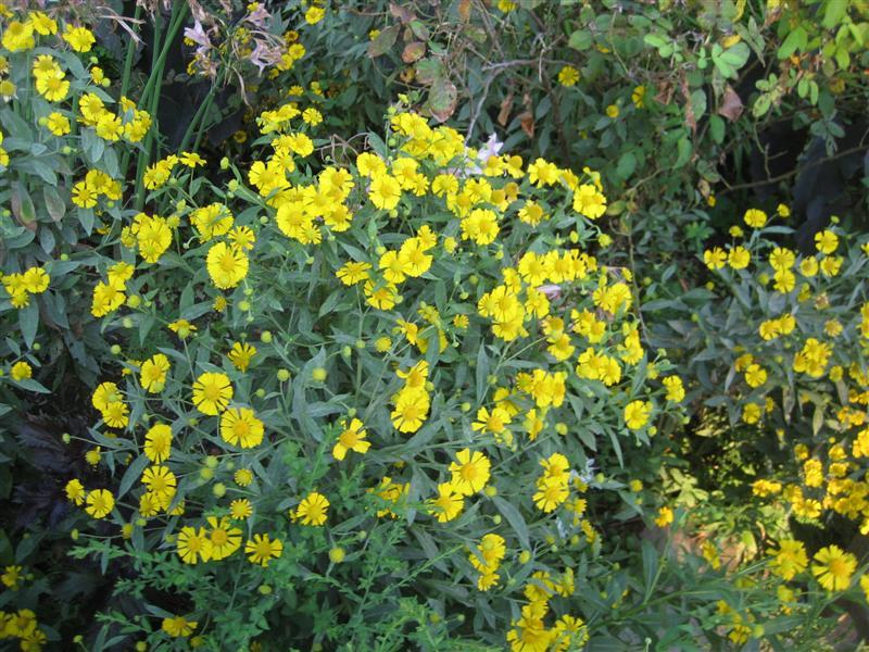 Sneezeweed, Helens Flowers