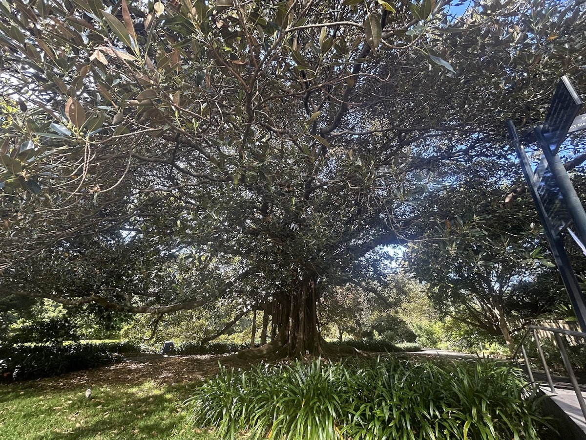 Moreton Bay fig (Ficus macrophyla subsp. macrophyla) in the Sydney Royal Botanical Gardens.