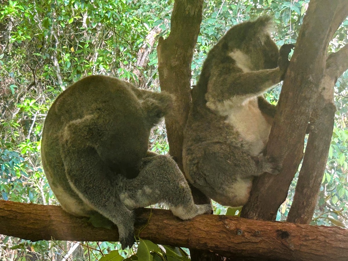 Koala bears in a wild animal park near Cairnes, Australia