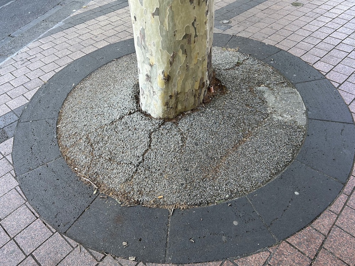 Rubber composite material used in urban tree cutouts which accomodated tree growth without cutting into root flares.