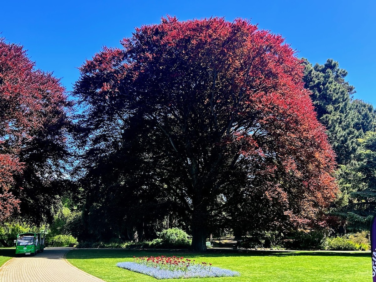 European purple beech (Fagus sylvatica atropurpea) in che Christchurch Botanical Garden