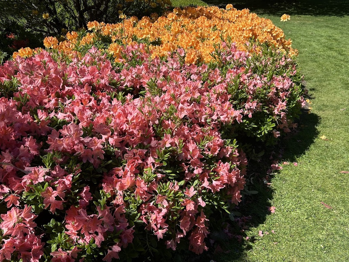 Azaleas in the Christchurch Botanical Gardens