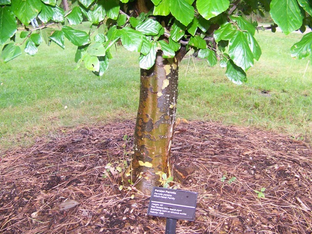tree strump