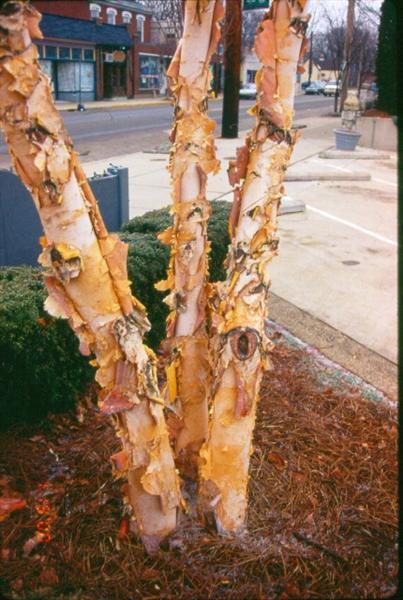Heritage River Birch tree trunks