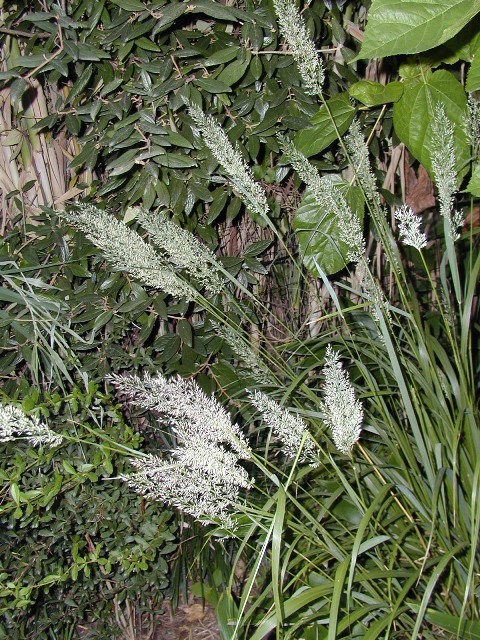 Korean Feather Reed Grass