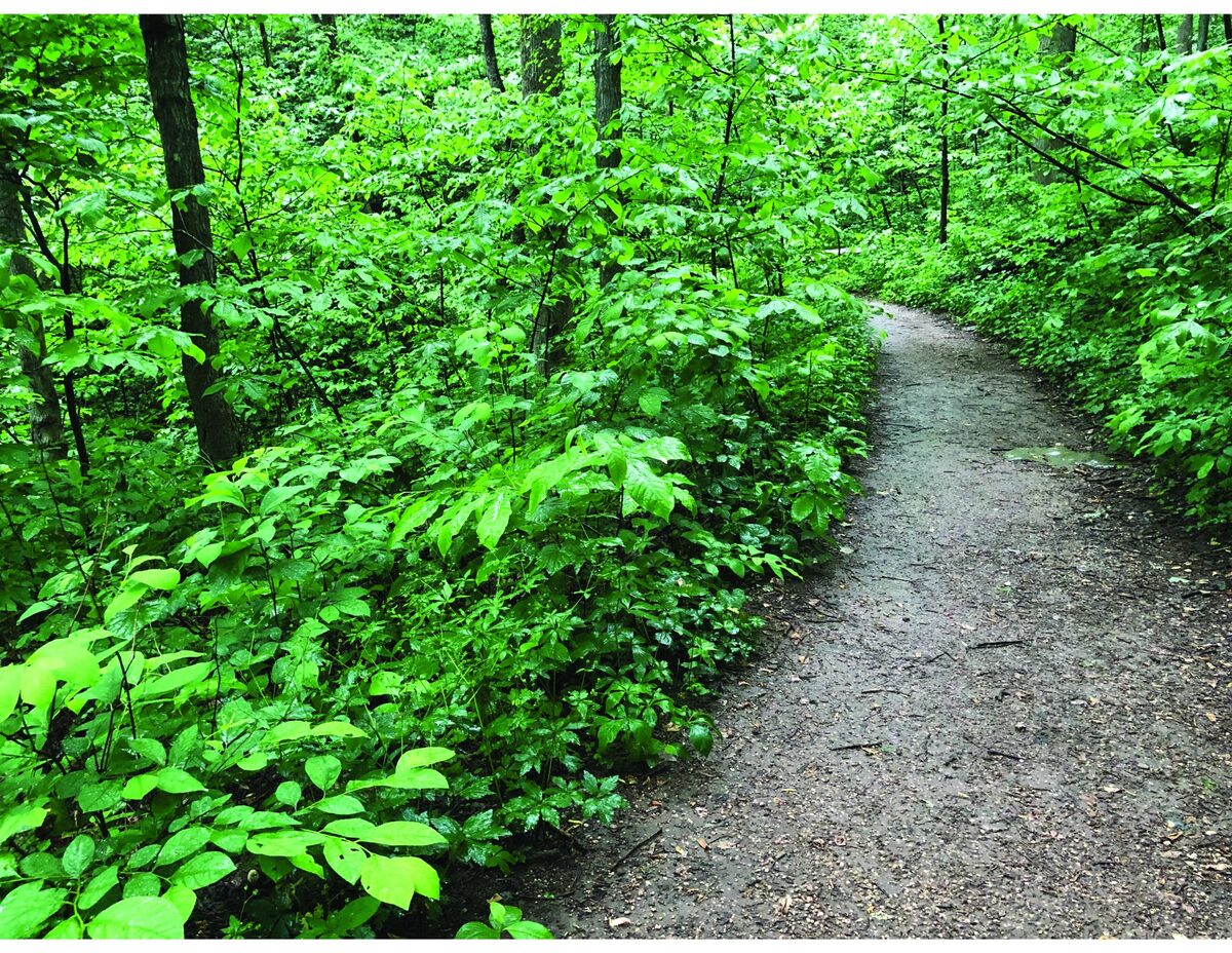 TRAIL IN THE FOREST