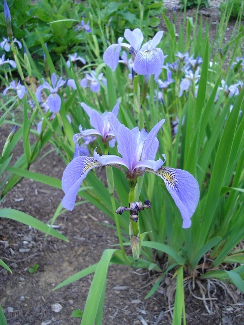 Iris versicolor flowers