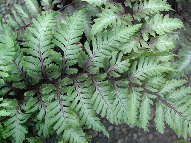 Japanese Painted Fern branch