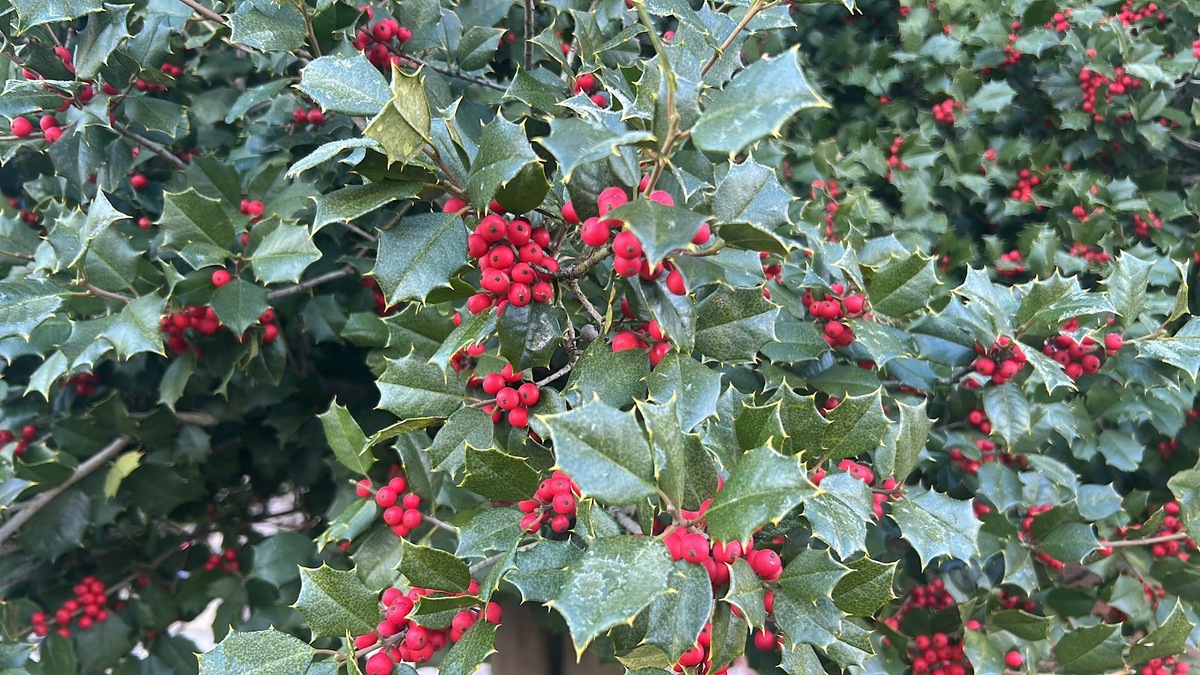 American holly