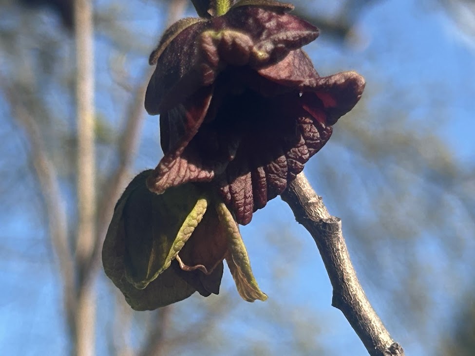 paw paw flower