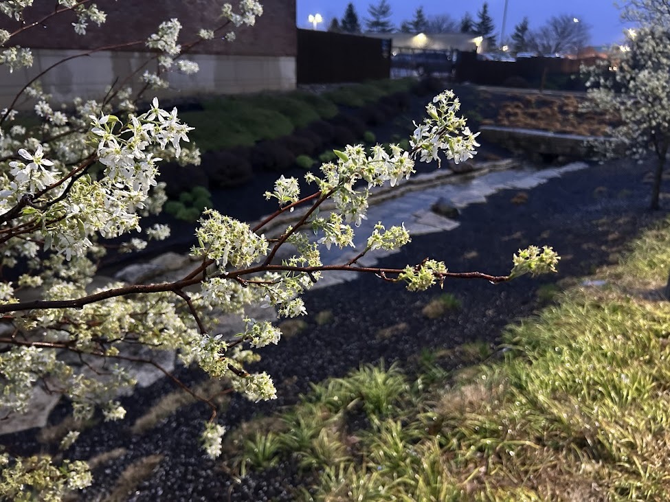 SERVICEBERRY
