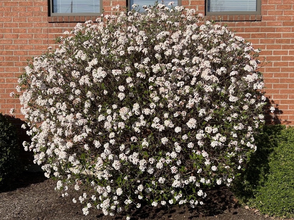 viburnum in bloom