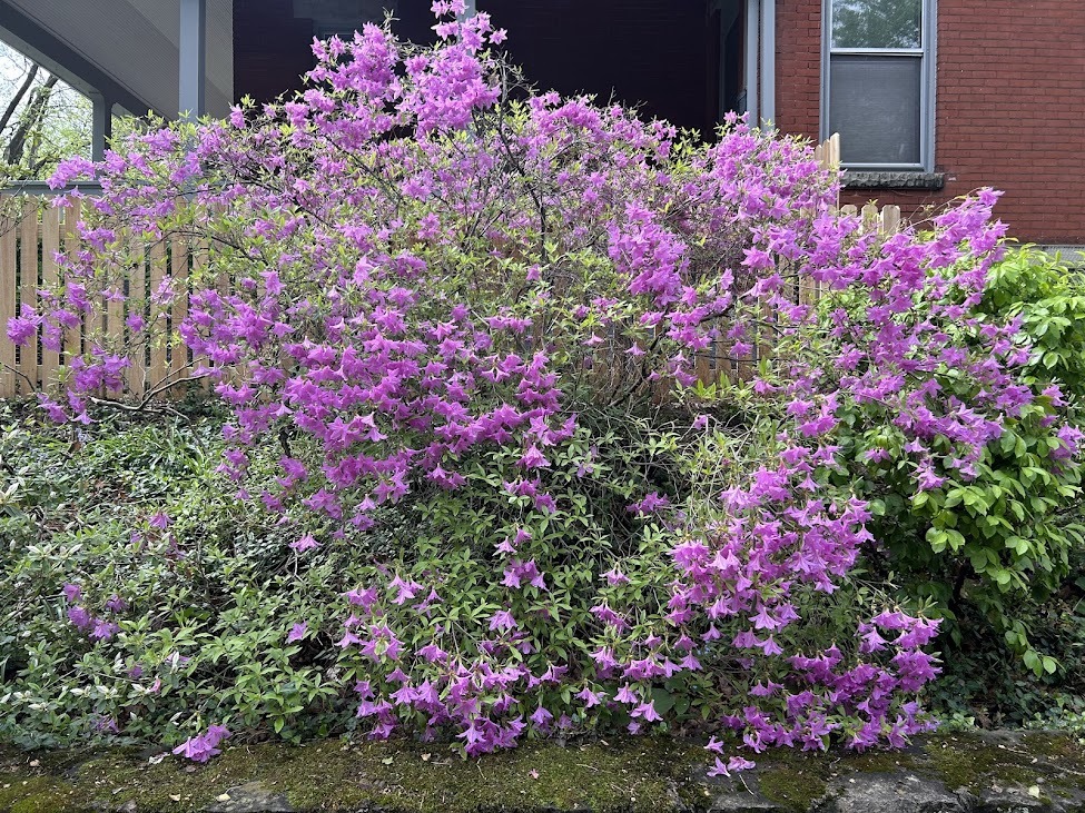 azalea