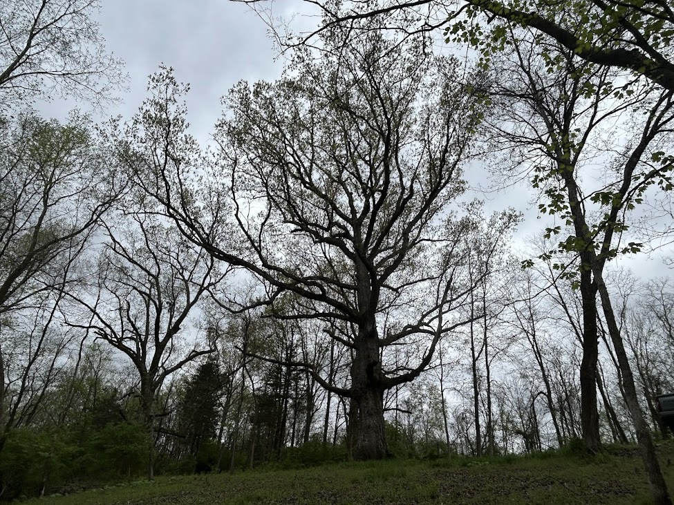 white oak