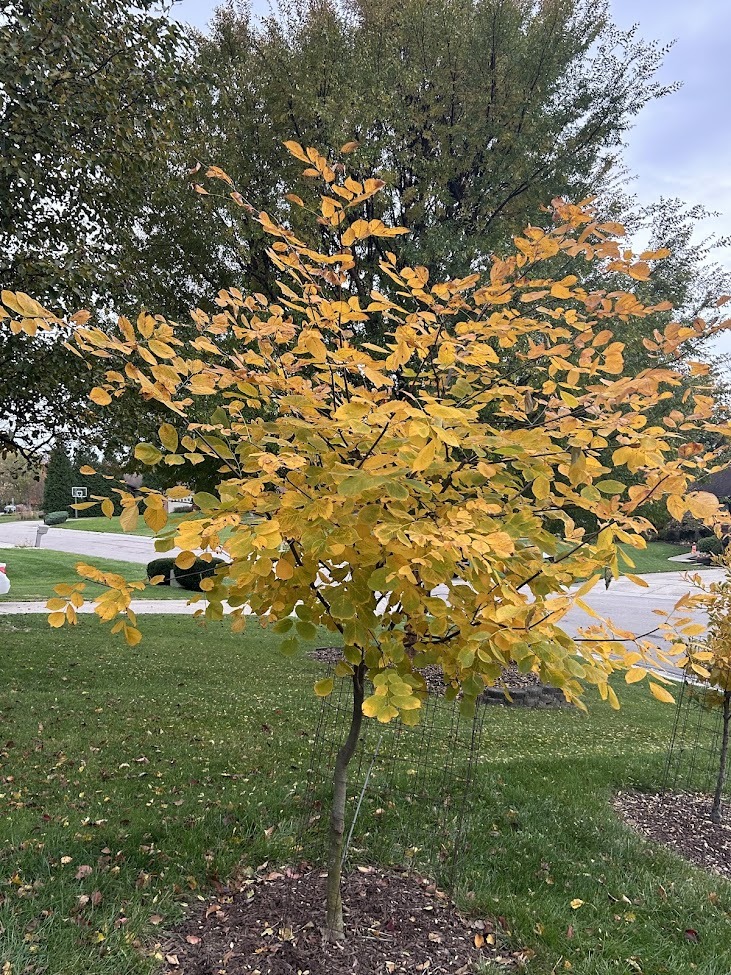 YELLOWWOD TREE IN FALL COLOR